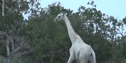 Камеры впервые в истории сняли семью жирафов-альбиносов