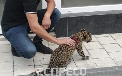 Завели "котика": в Івано-Франківську леопард вночі лякає мешканців багатоповерхівки