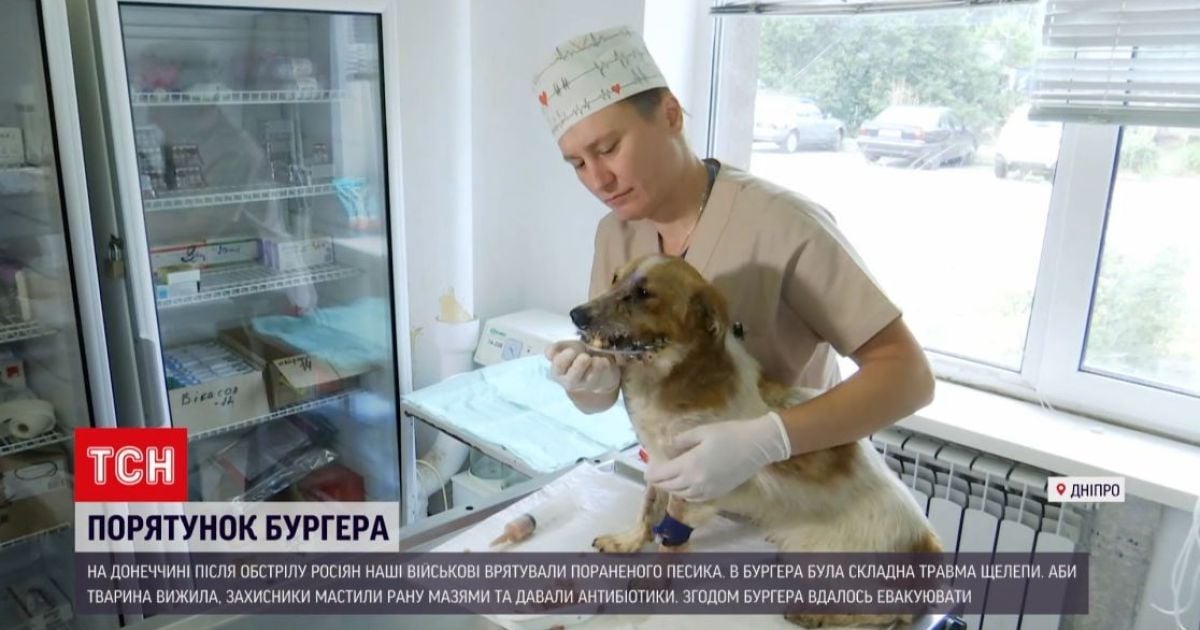 Врятувати рядового Бургера: на Донеччині військові влаштували цілу операцію, аби надати допомогу пораненому псу