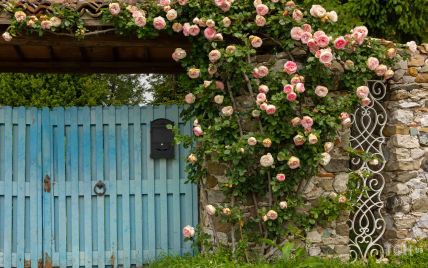 Готовимся к летнему цветению: время сажать плетистые розы