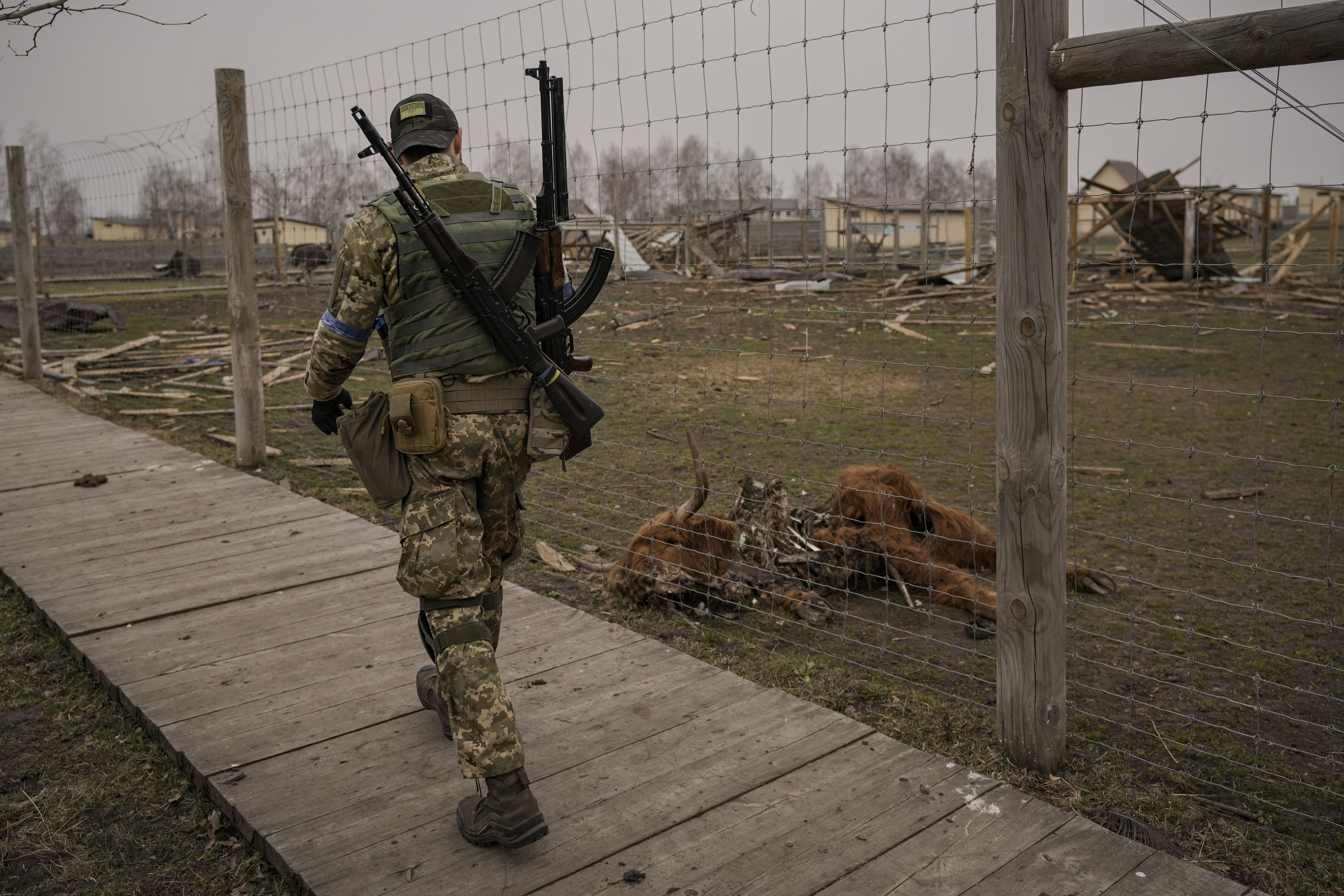 Військовий ЗСУ прийшов рятувати тварин / © Associated Press