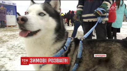 В Харькове состоялись экстремальные соревнования в скорости собак северных пород
