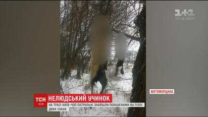 На Житомирщині поліцейські знайшли повішеними двох собак
