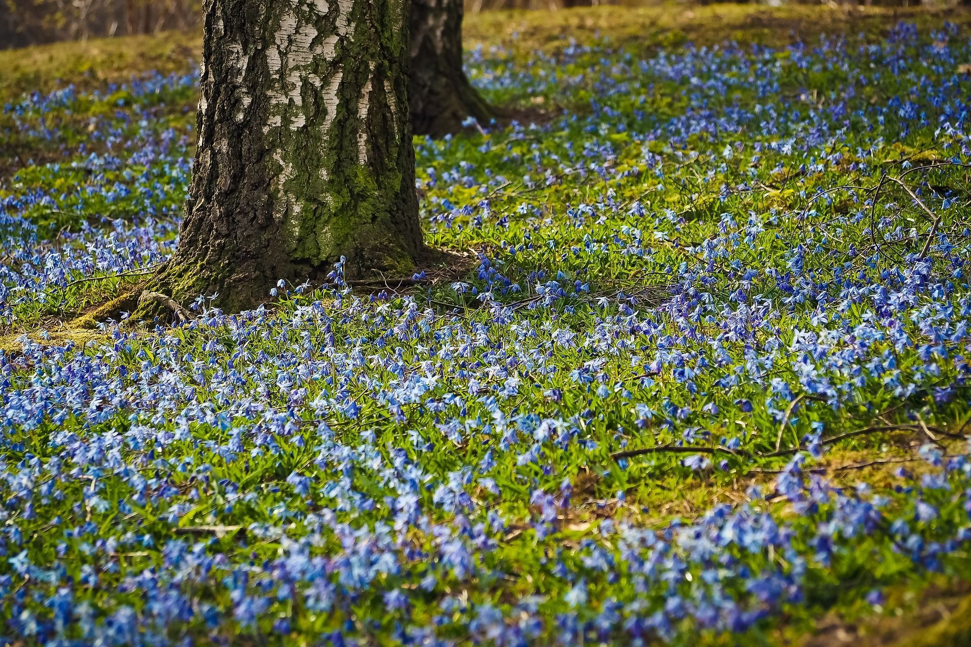 6 березня вже з'явилися проліски — можна починати посівні роботи / © pixabay.com