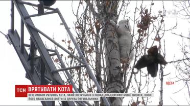 В Одесі понад дві доби намагалися зняти із дерева кота