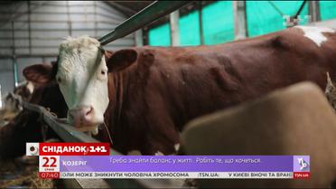 Мой путеводитель. Винницкая область - ферма с израильскими технологиями и сыр халуми