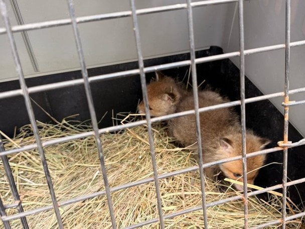 Лисенята.  / © «Суспільне.Харків»