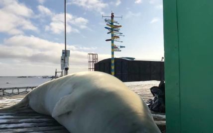 "Перевірив, чи всі здорові": велетенський тюлень-крабоїд завітав на станцію "Академік Вернадський"