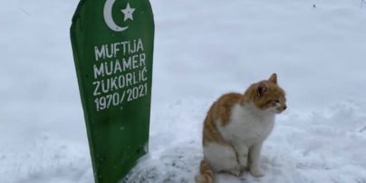 До сліз: у Сербії кіт вже кілька місяців живе на могилі померлого господаря