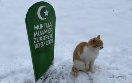 До слез: в Сербии кот уже несколько месяцев живет на могиле умершего хозяина