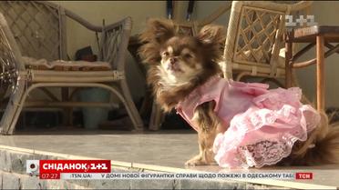 Як підібрати одяг для домашніх улюбленців