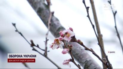 Несподівано! У Дніпрі розквітли сакури