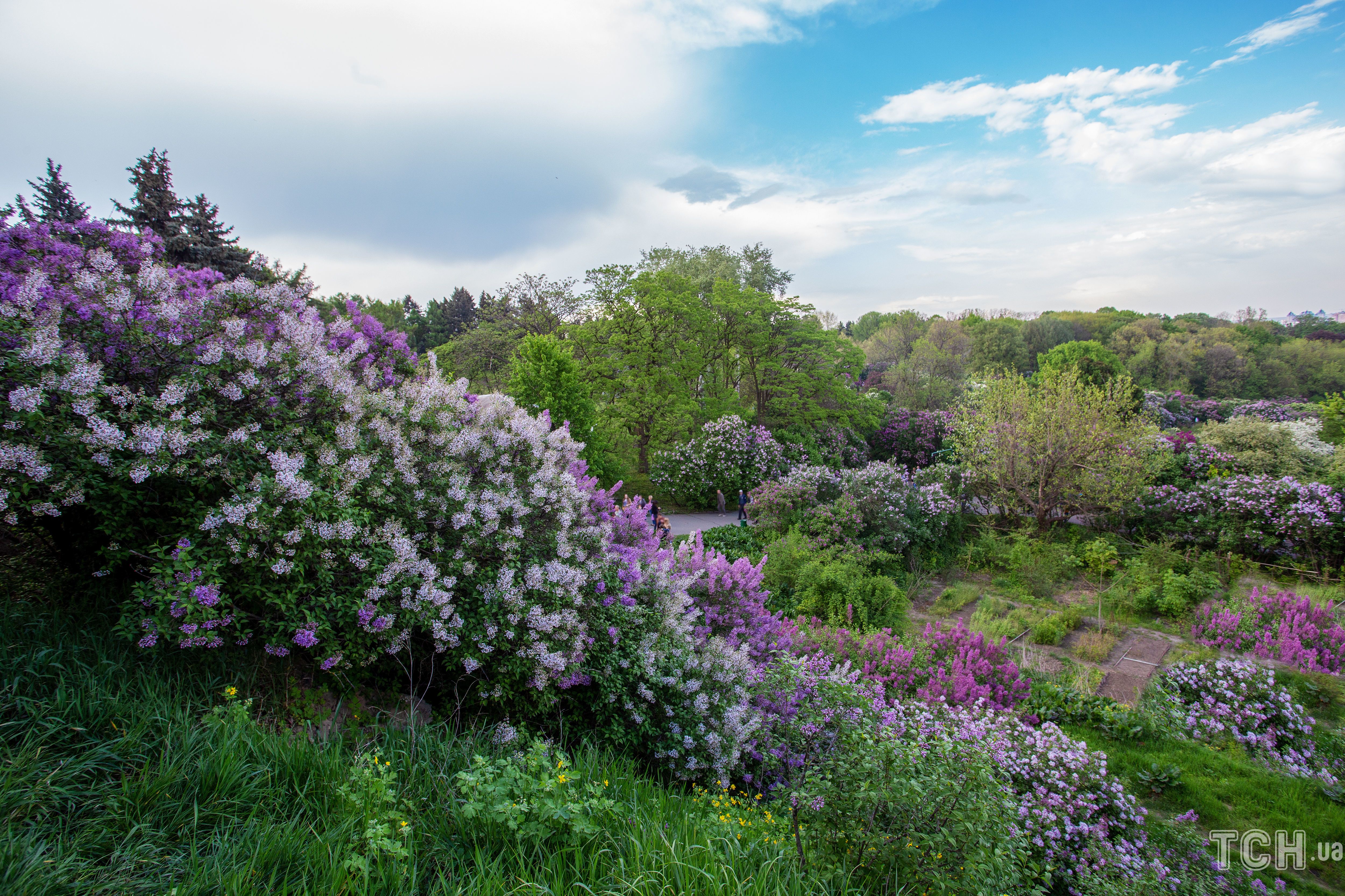 Бузок у київському ботанічному саду імені Гришка / © Credits