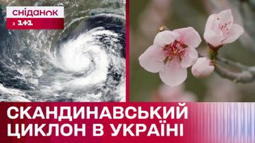 В Украину идет похолодание! Как повлияет Скандинавский циклон на активное цветение деревьев?