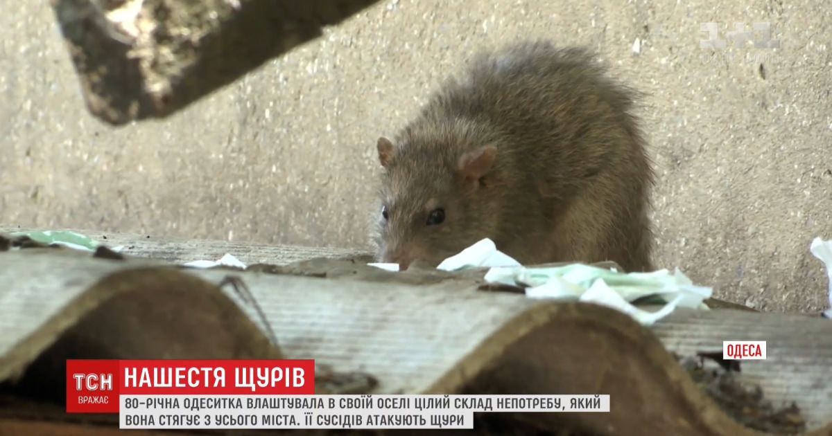 Одесити страждають від нашестя щурів