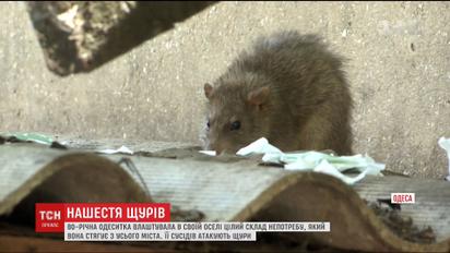 Одесситы страдают от нашествия крыс