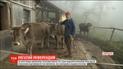 "За достоинство скота": швейцарцы решают, оставлять ли коровам рога