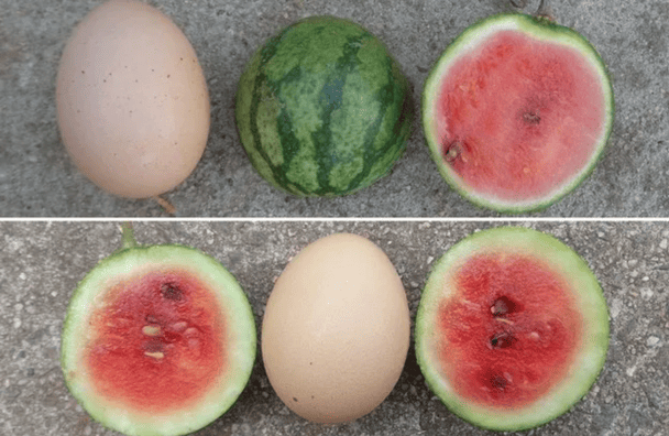 Кавун розміром у яйце / © Фото з відкритих джерел