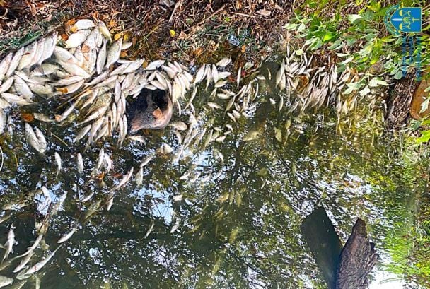 Масовий мор риби в Житомирі / Фото: Житомирська обласна прокуратура