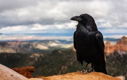 Ученые впервые показали, что вороны могут сознательно мыслить