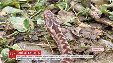 В Україні 3 дітей потрапили до реанімації після укусів гадюк