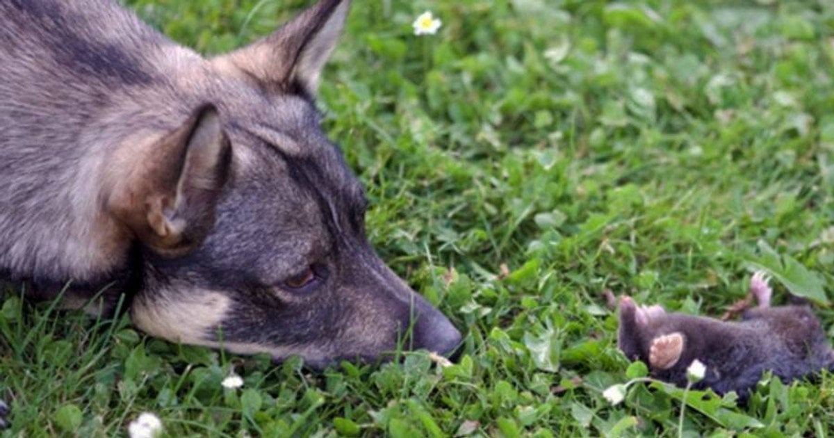 Чому заводяться кроти