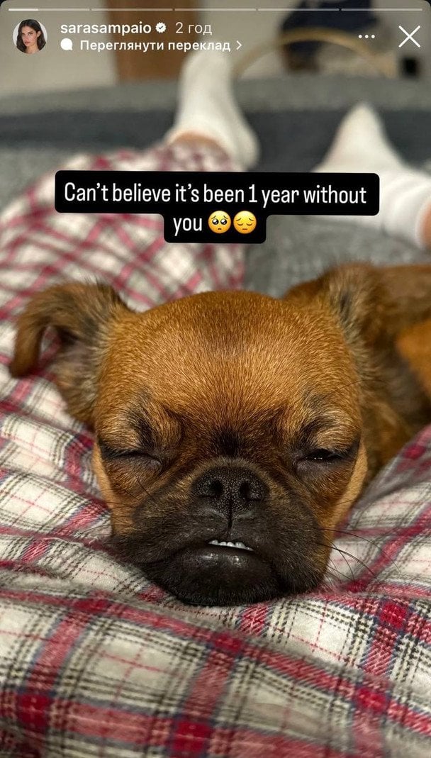 Собака Сари Сампайо / © Instagram Сари Сампайо