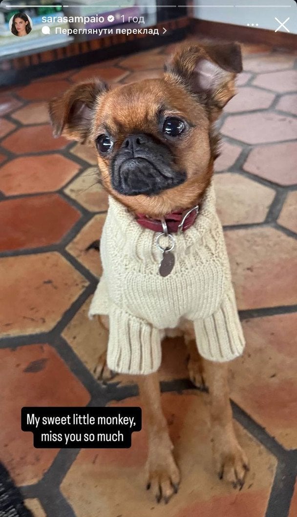 Собака Сари Сампайо / © Instagram Сари Сампайо