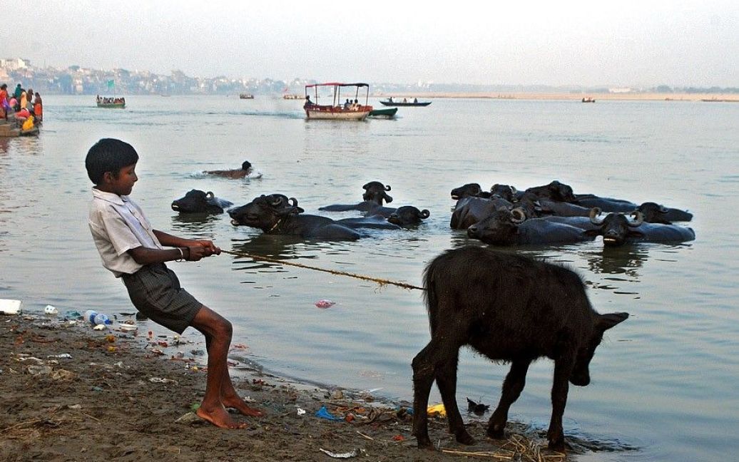 Юноша укрощает строптивого быка на берегу священного Ганга в Варанаси / © 