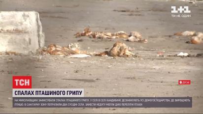 Пташиний грип повернувся: село у Миколаївській області закрили на карантин