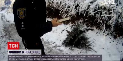 Новости Львова: патрульные задержали 60-летнюю женщину, спилившую молодую елку