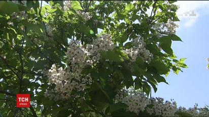 Киевлянам предлагают выбрать, какие деревья посадить в столице вместо каштанов