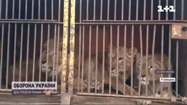 Зоозахисники вивезли левів з харківського екопарку