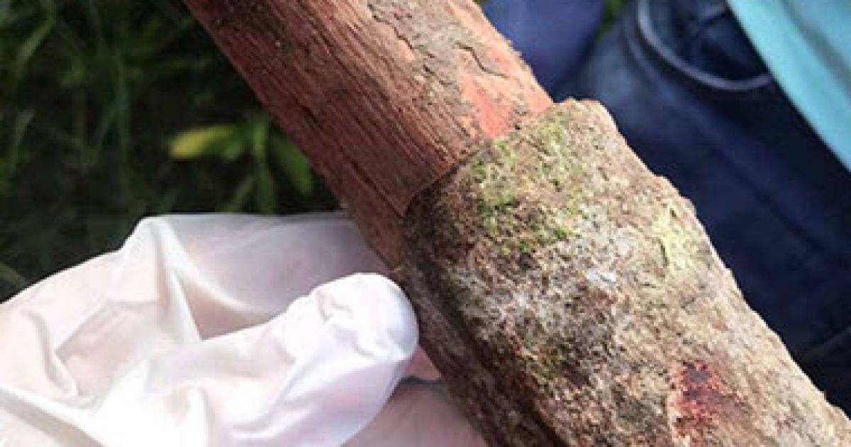 В Одесской области парень жестоко убил и изнасиловал свою 17-летнюю соседку