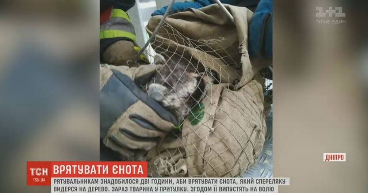 Рятувальники у Дніпрі дві години діставали з дерева наляканого єнота