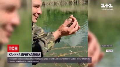 Новини України: у Львові сімейство пернатих - мама і одинадцять каченят опинилися у басейні