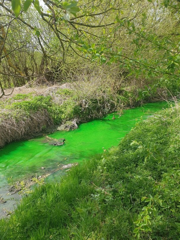 Во Львове река Зубра стала ярко-зеленой.