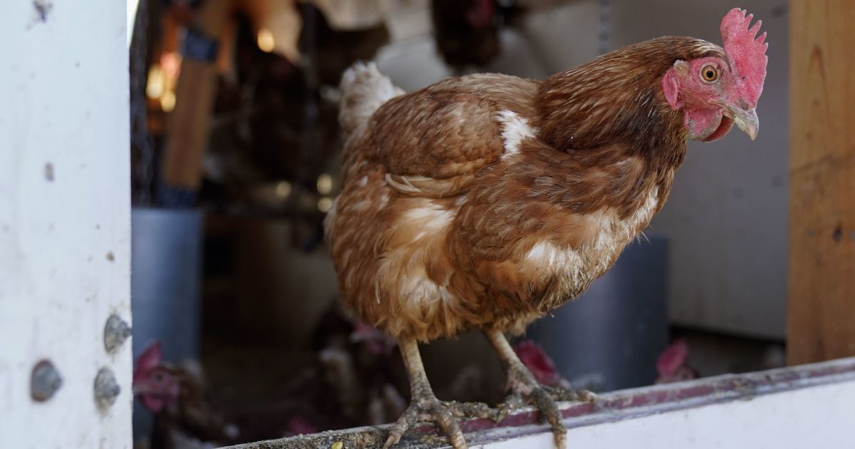 Une poule a pondu un œuf d’une forme incroyablement étrange – TSN, news 1+1 – Curiosités