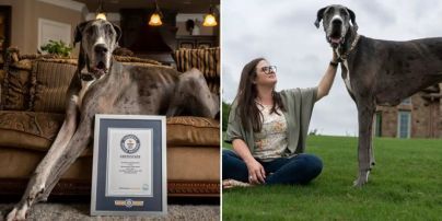Найвищому собаці у світі Зевсу ампутують лапу через рак