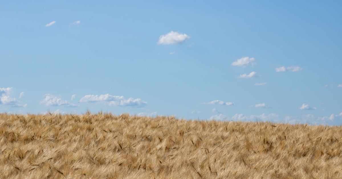 Agricultural Frontline Absorbs Punches: How Do Farmers Reap a Harvest ...