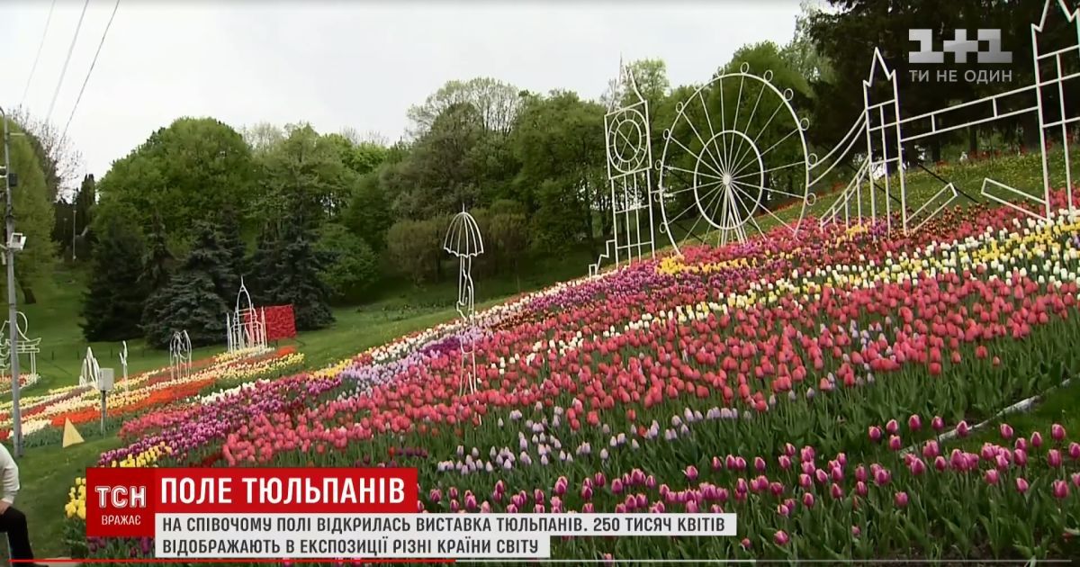 Певческое поле покрылось тысячами тюльпанов с композициями "Вокруг света"