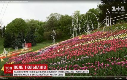 Певческое поле покрылось тысячами тюльпанов с композициями "Вокруг света"