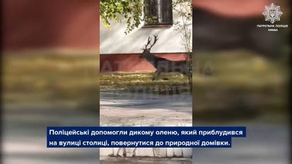 Поліція Києва показала кадри порятунку оленя, який бігав серед будинків