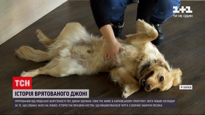 Новости Украины: история собачки Джонни, которого спасли от жестокого хозяина
