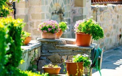 Цветы в горшках: стильные идеи и простые советы для идеального сада