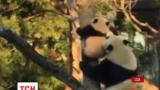 Працівники американського зоопарку показали, як мама-панда вчить маля лазити по деревах