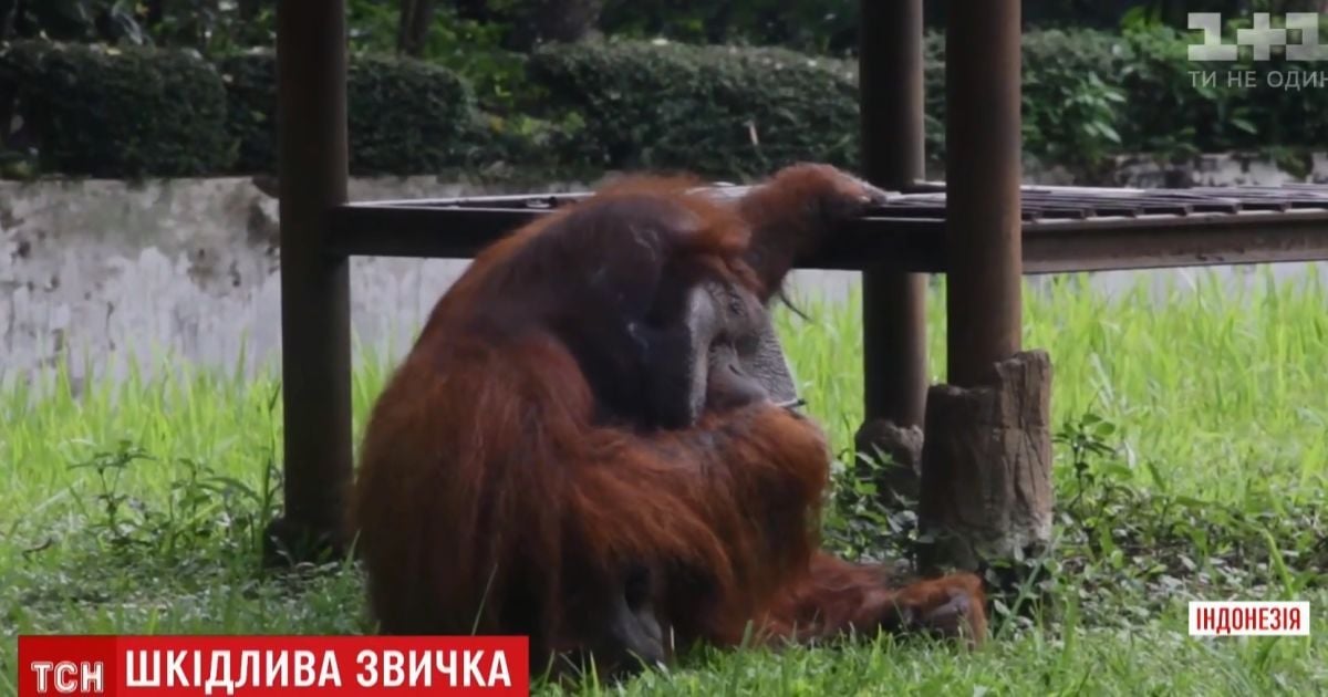 В Індонезії розгорівся скандал через орангутанга зі шкідливою звичкою