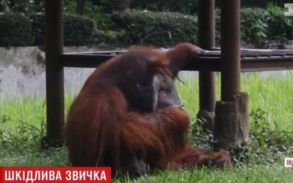 В Индонезии разгорелся скандал из-за орангутанга с вредной привычкой
