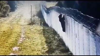Медведь лез через забор, чтобы попасть в Беларусь