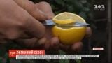 Звідки в Україну привозять лимони і як вибрати найкращий